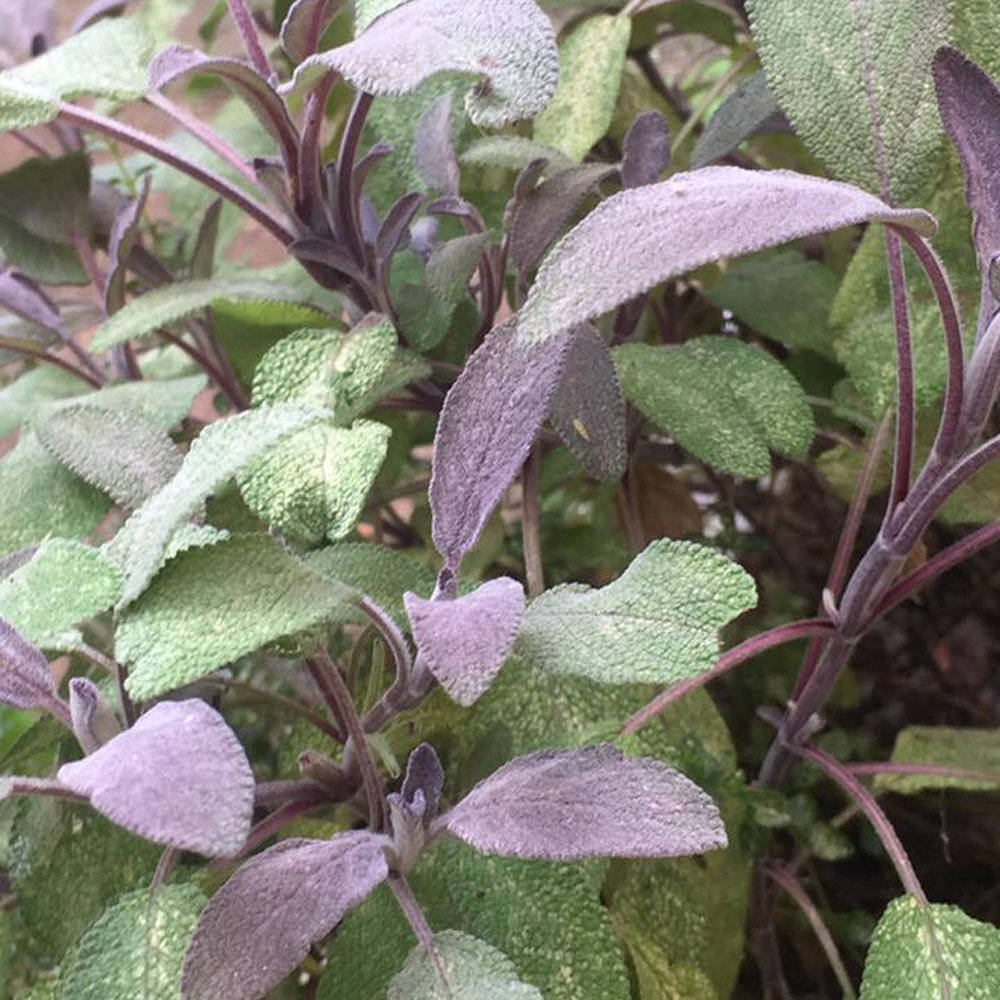 Purple Herb Sage Background