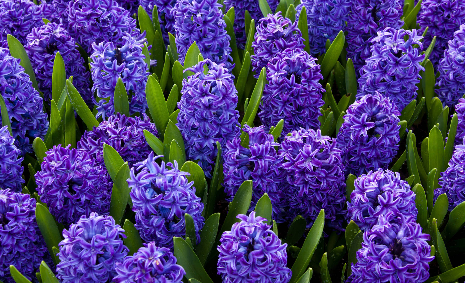 Purple Hyacinth And Green Leaves Background