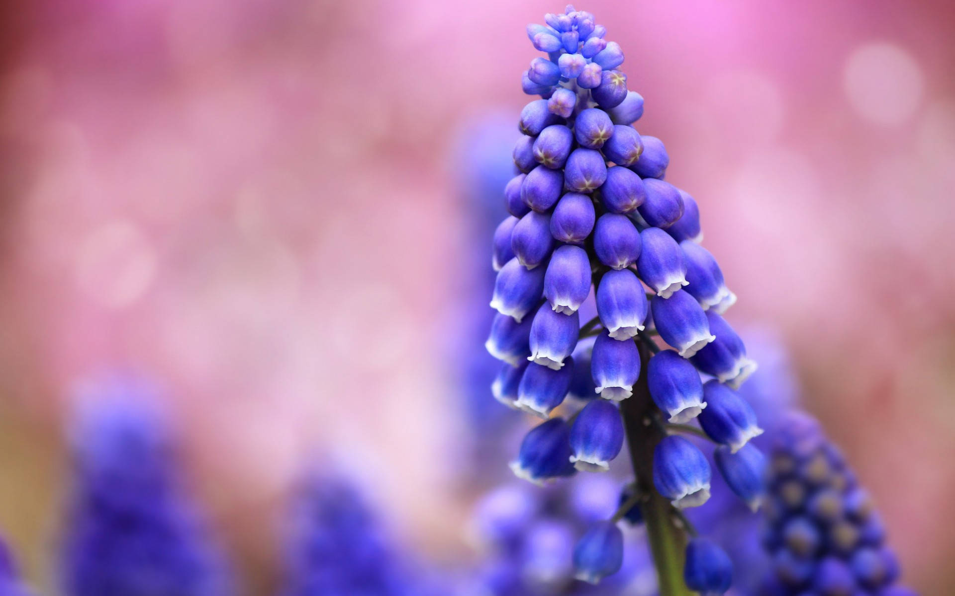 Purple Hyacinth Buds Background