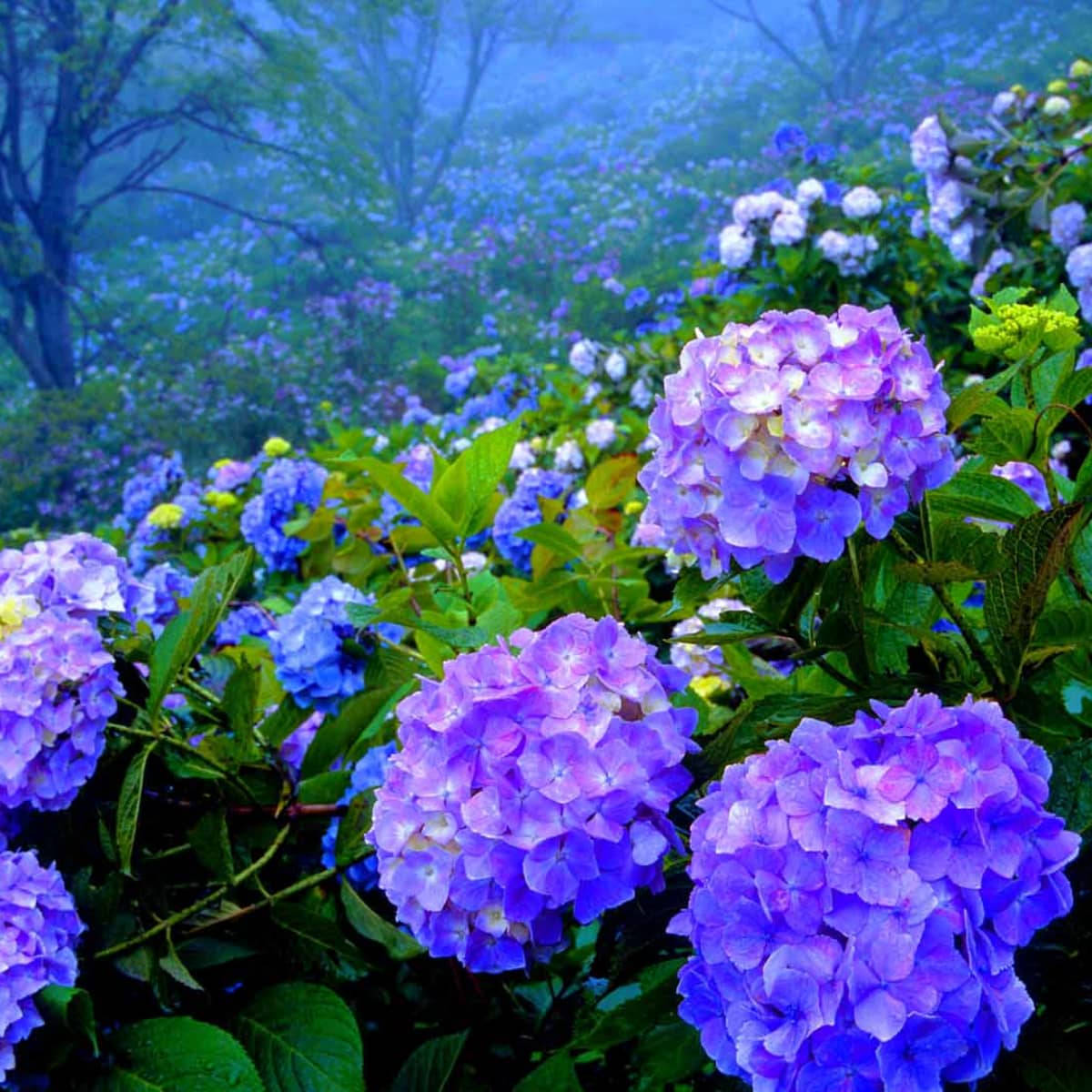 Purple Hydrangea Flowers Close Up In Forest Background