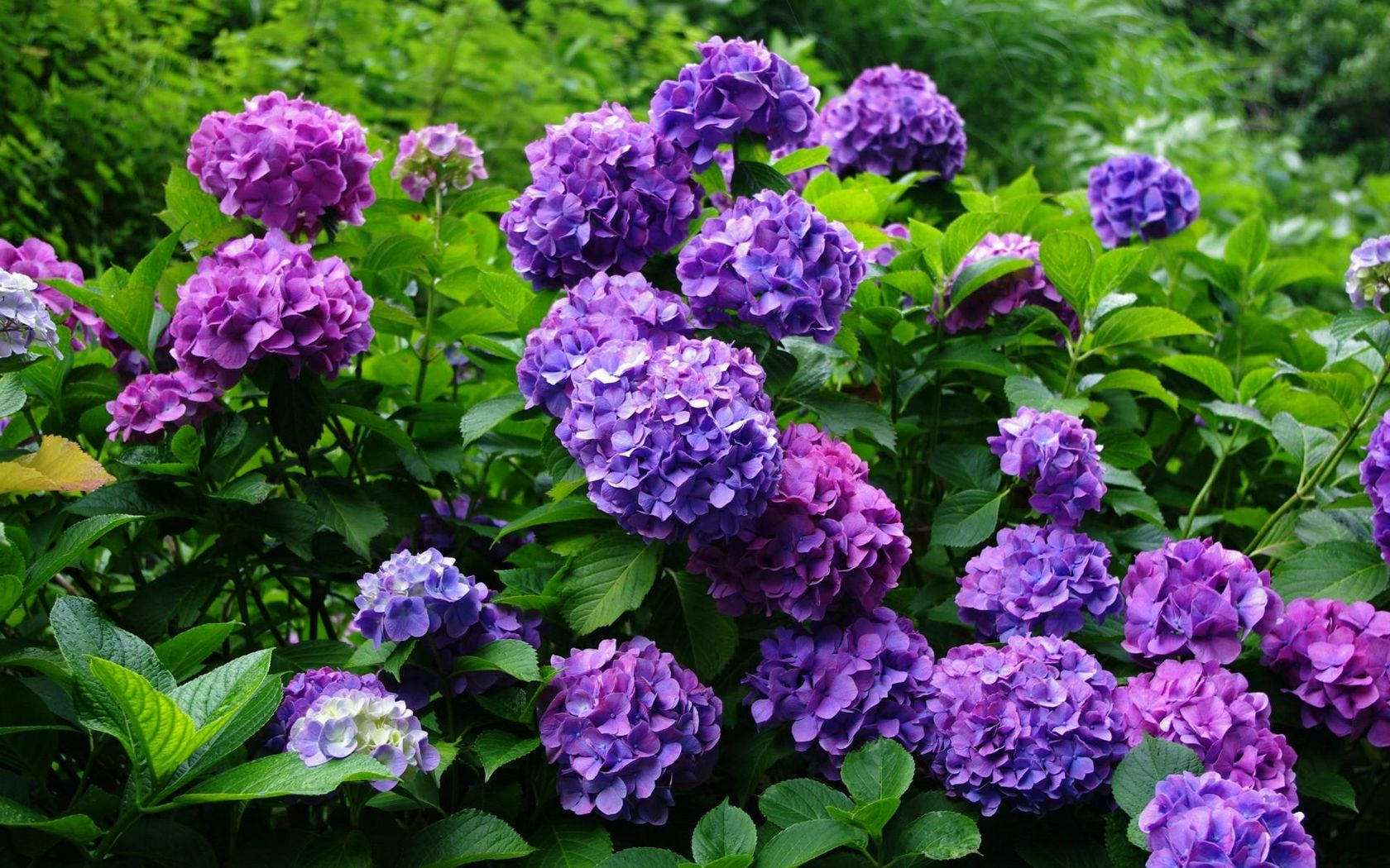 Purple Hydrangea Flowers In Garden Background