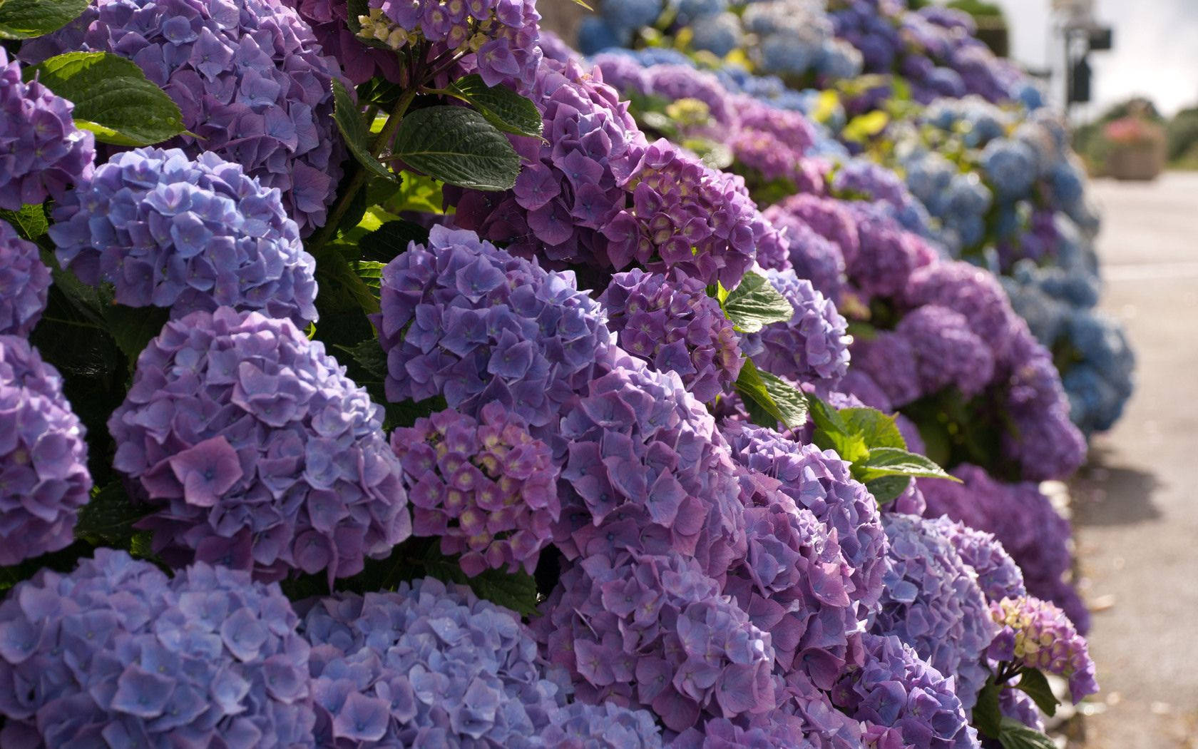 Purple Hydrangea Flowers Outdoors