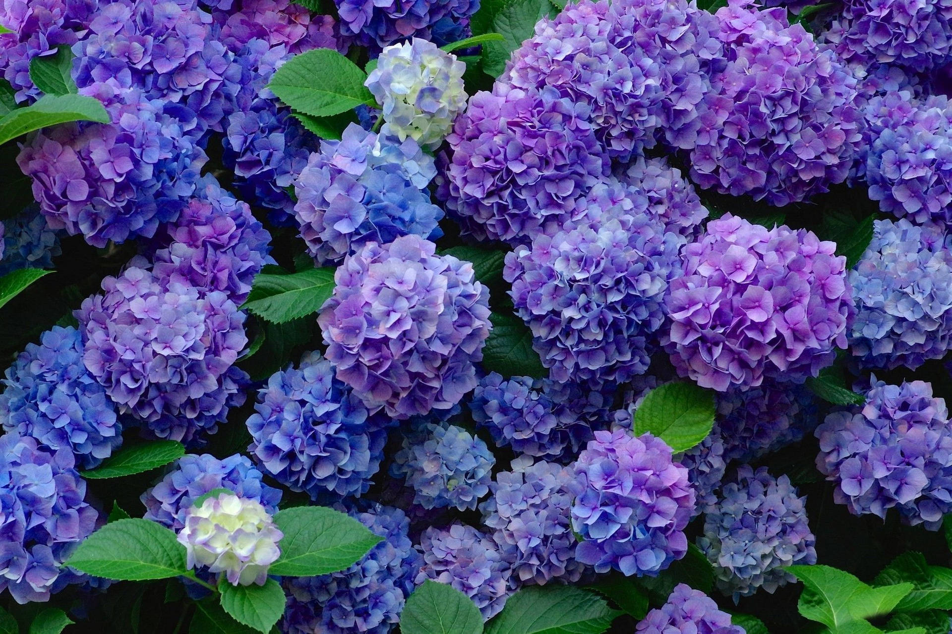 Purple Hydrangea Flowers With Leaves Background