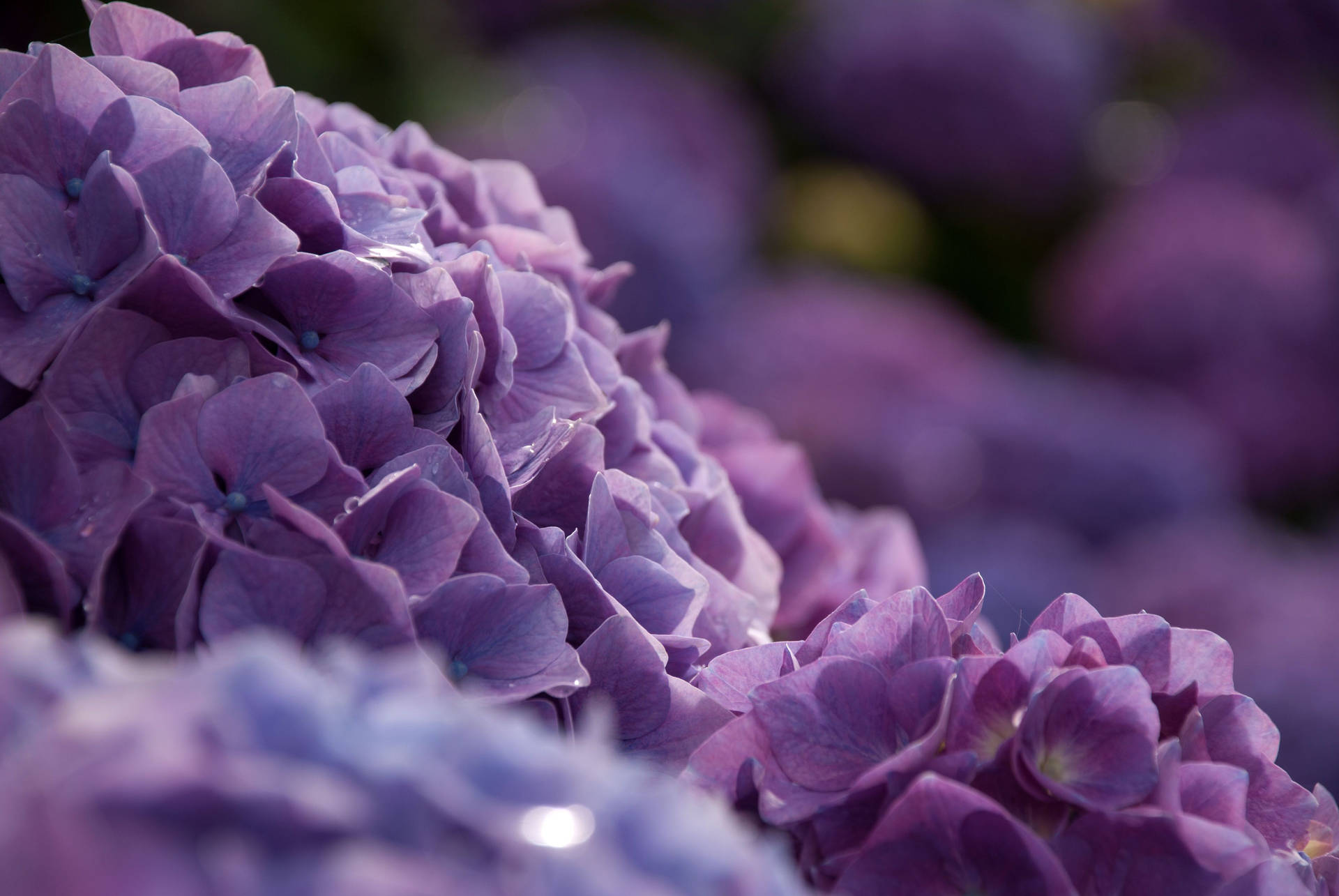 Purple Hydrangea Flowers With Water Droplets Background