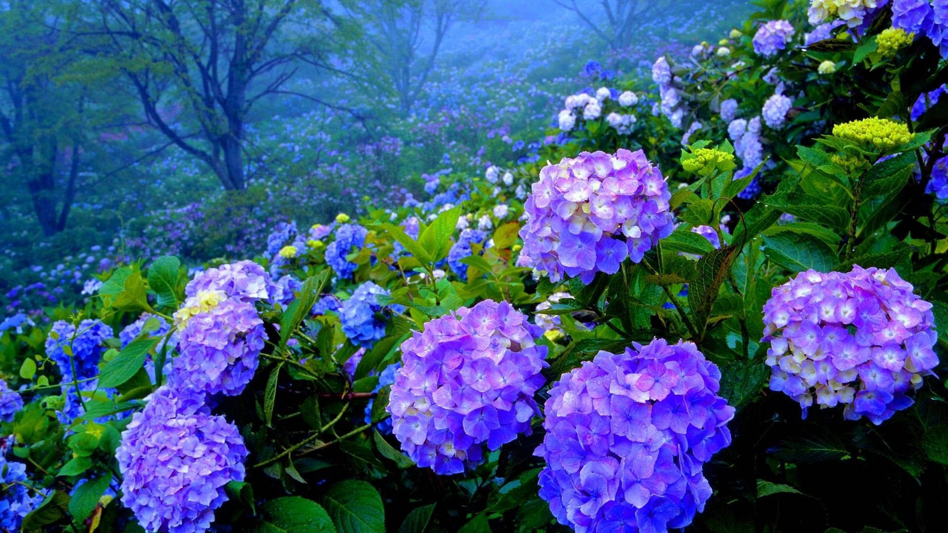 Purple Hydrangea Garden Background