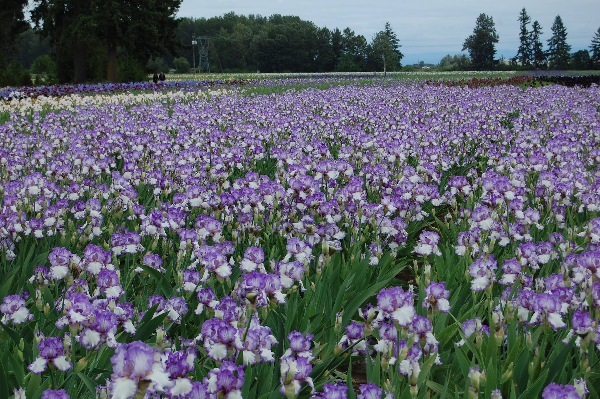 Purple Iris Flower Field