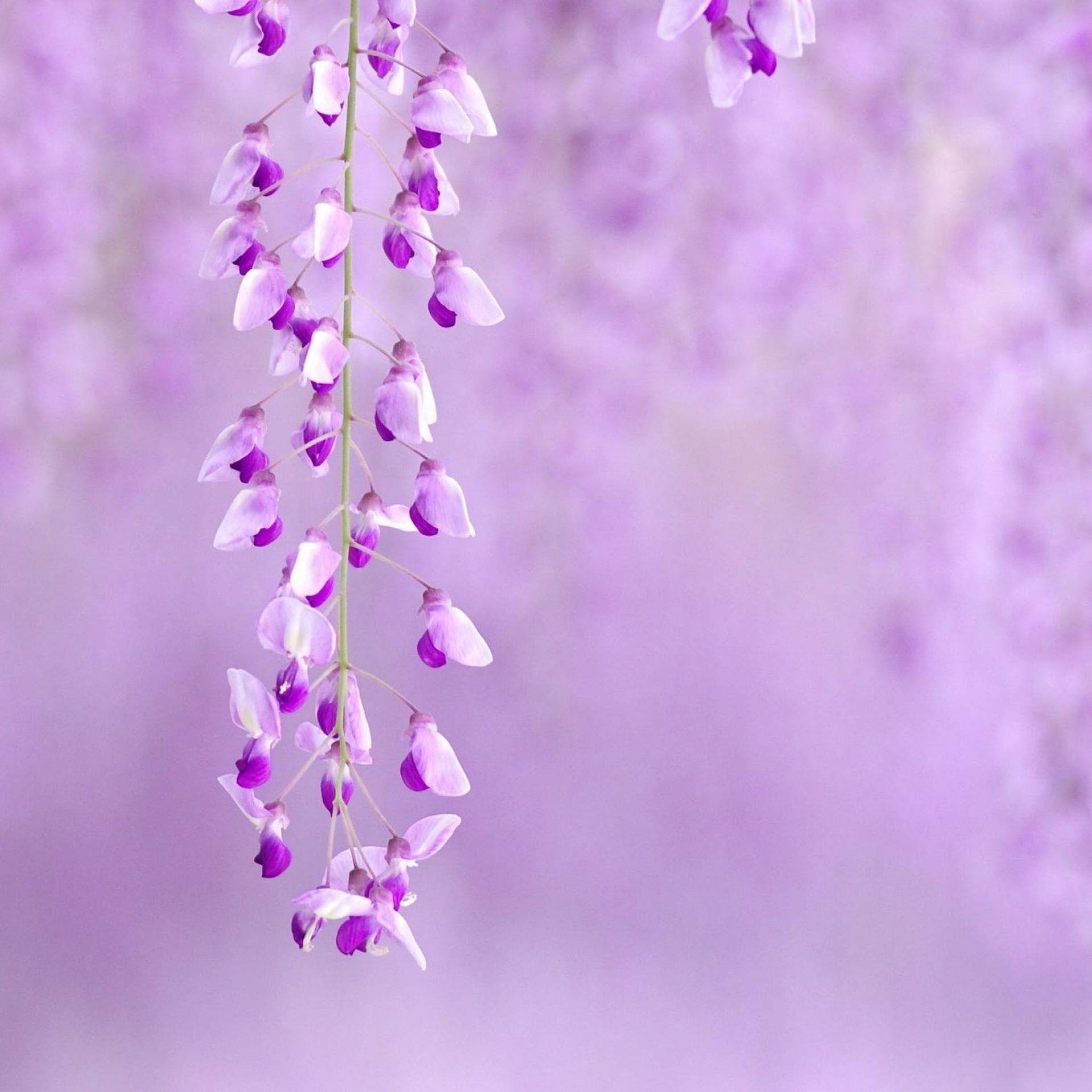 Purple Japanese Wisteria Flower Laptop Background