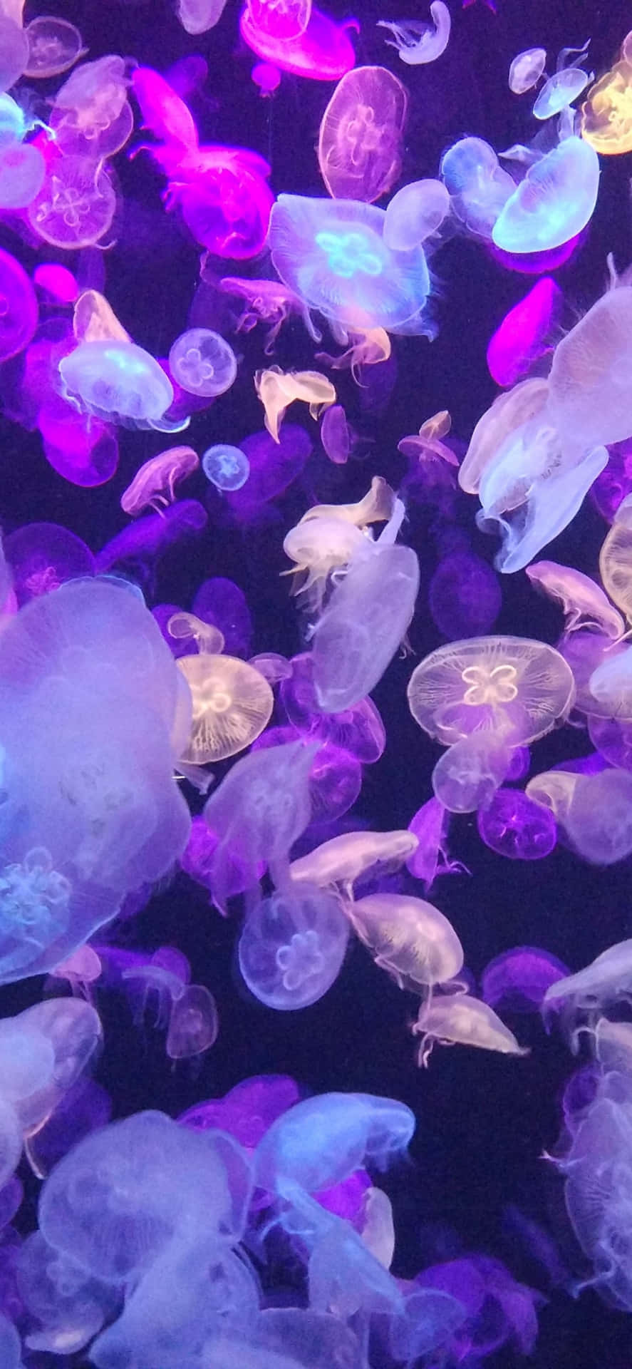 Purple Jellyfish Underwater Iphone Background