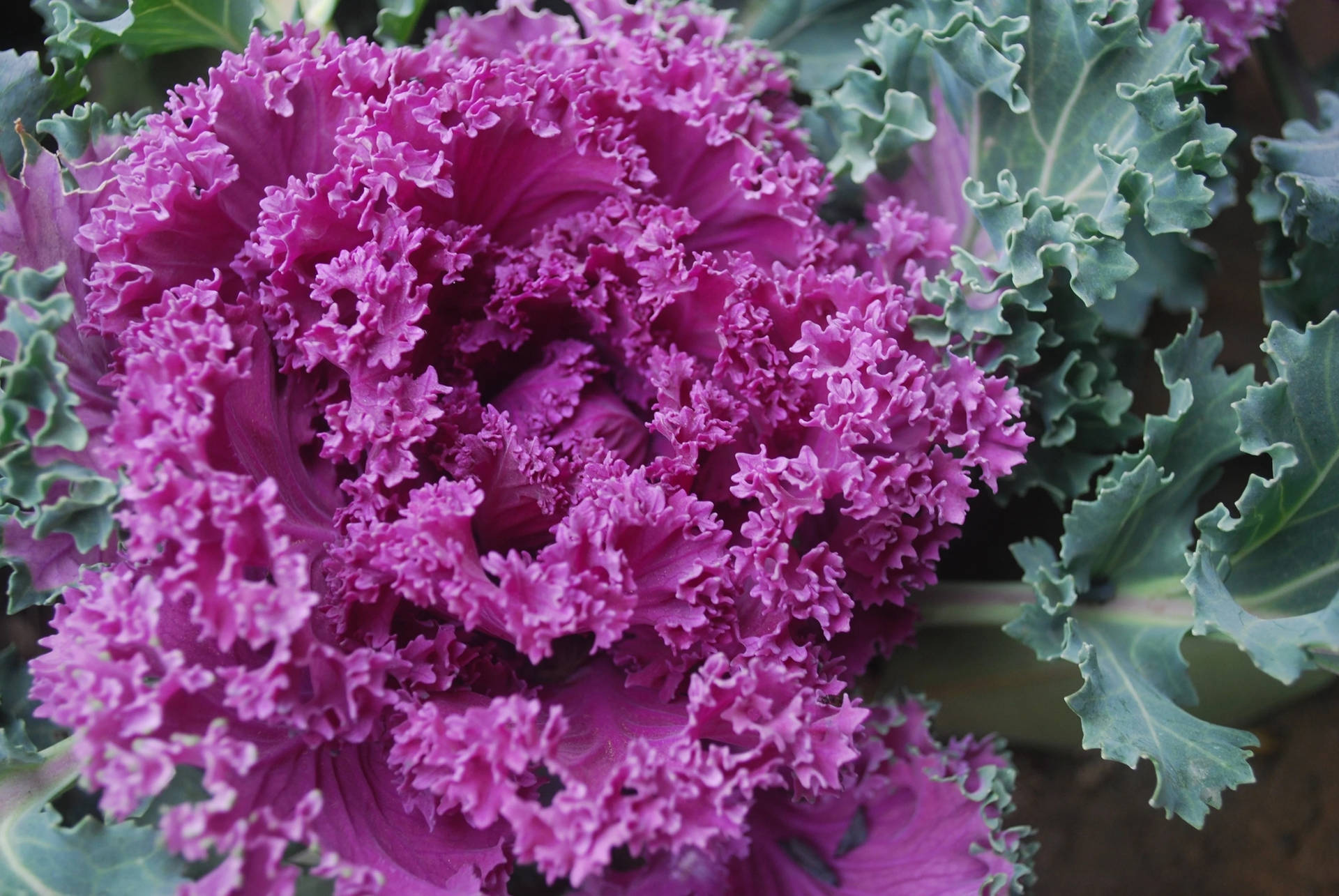 Purple Kale Leaves Background