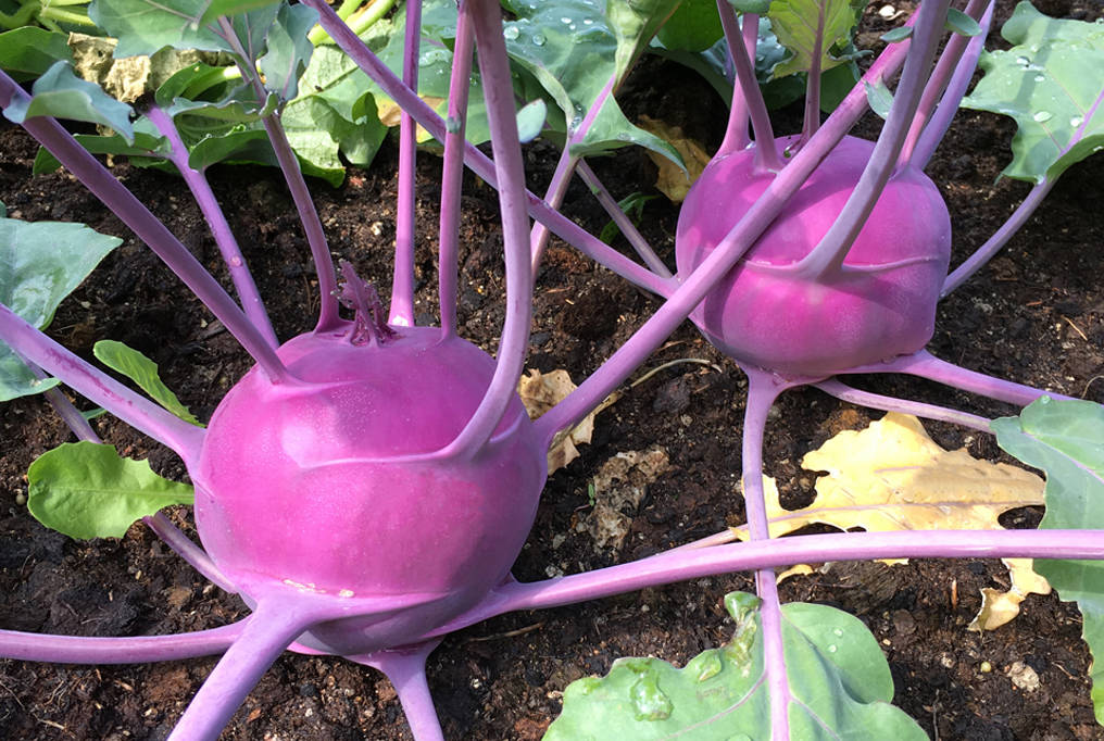 Purple Kohlrabi Vegetable Background