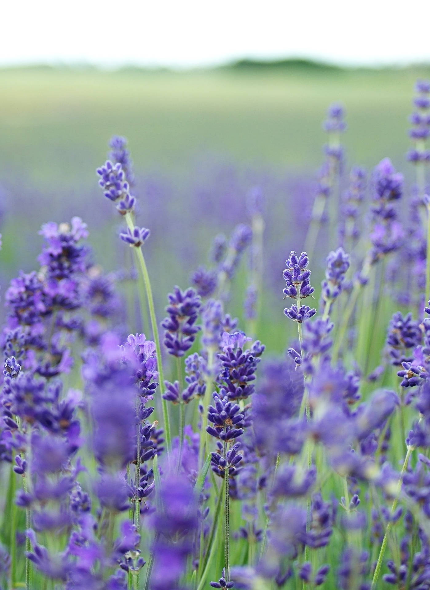 Purple Lavender Field Flower Iphone Background