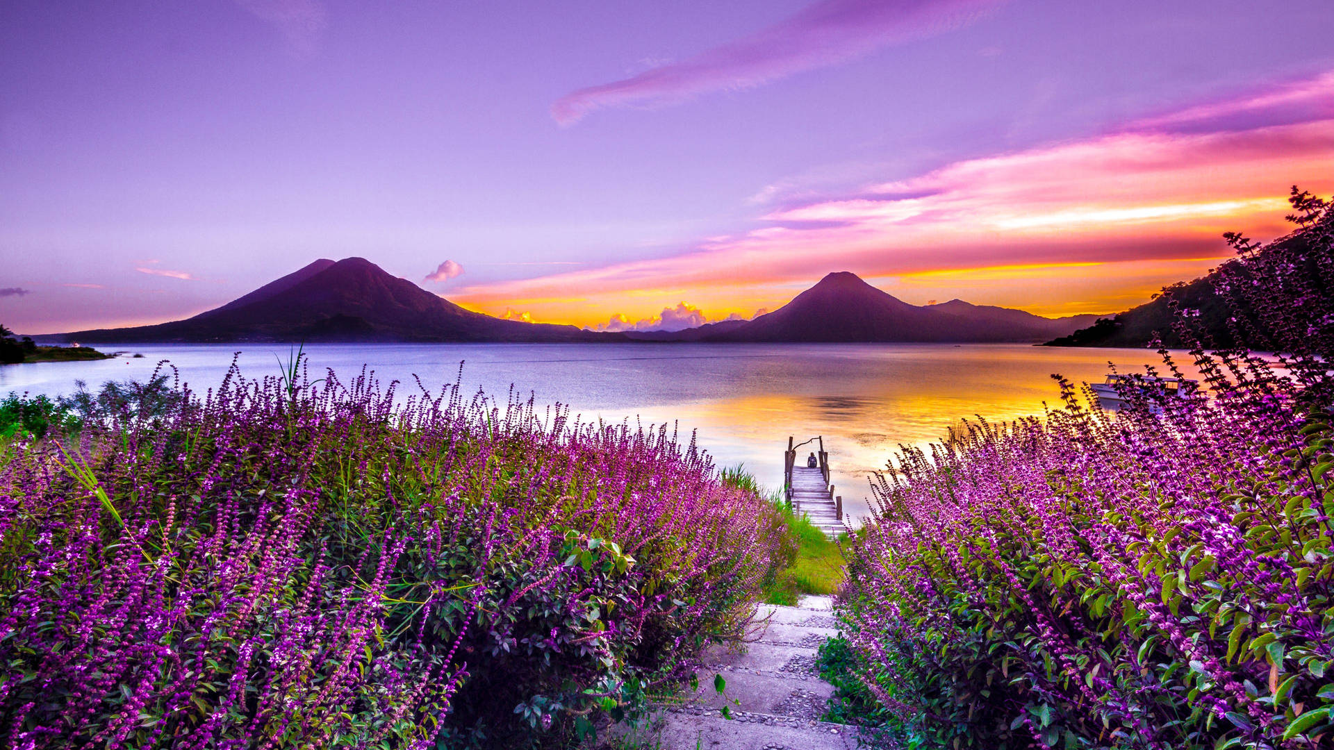 Purple Lavender Flower Field Near Lake Background