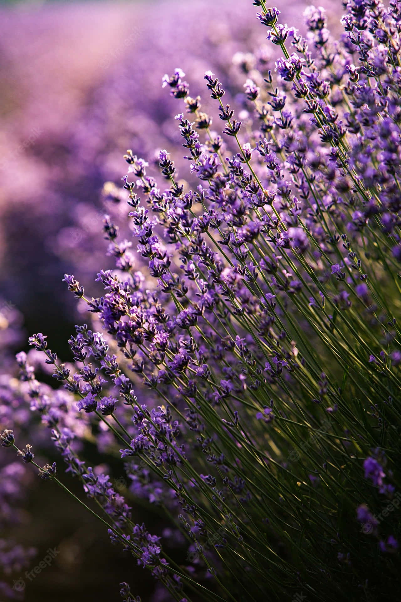 Purple Lavender Flowers Field Background