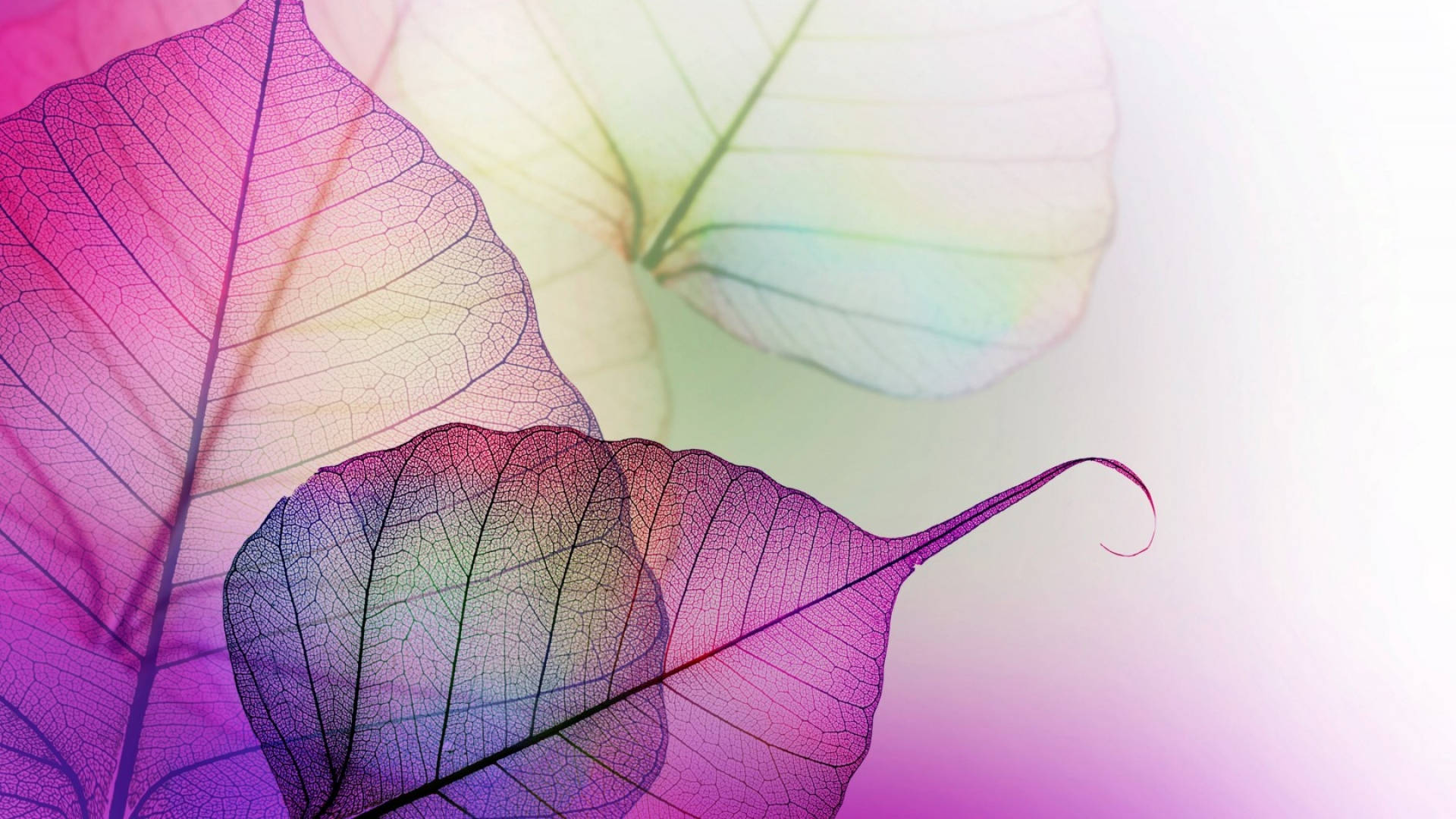 Purple Leaf Venation Pattern Background