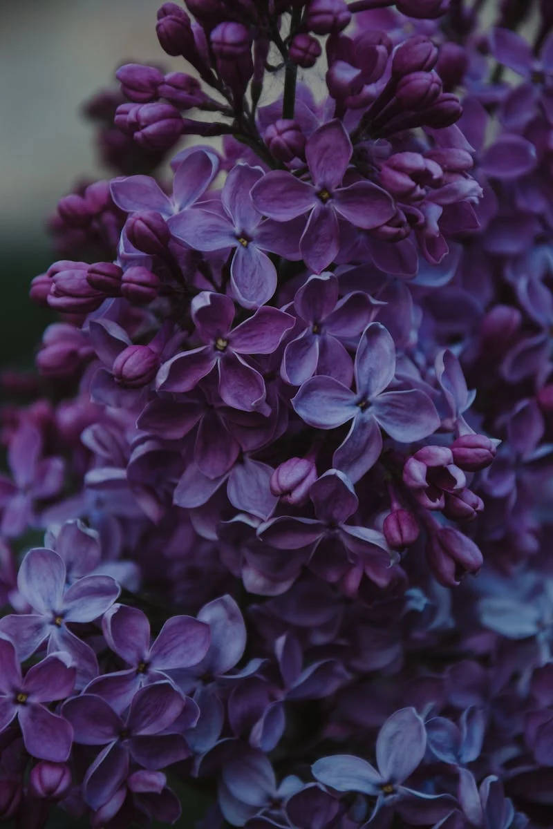 Purple Lilac Flowers Iphone Whatsapp Background