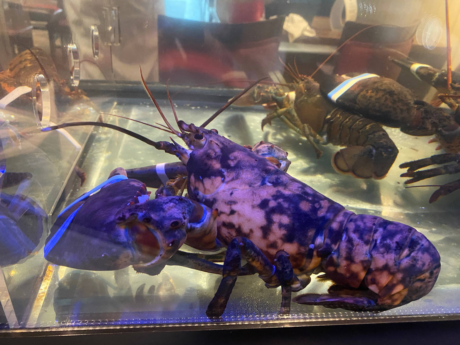 Purple Lobster Inside Of Aquarium Background