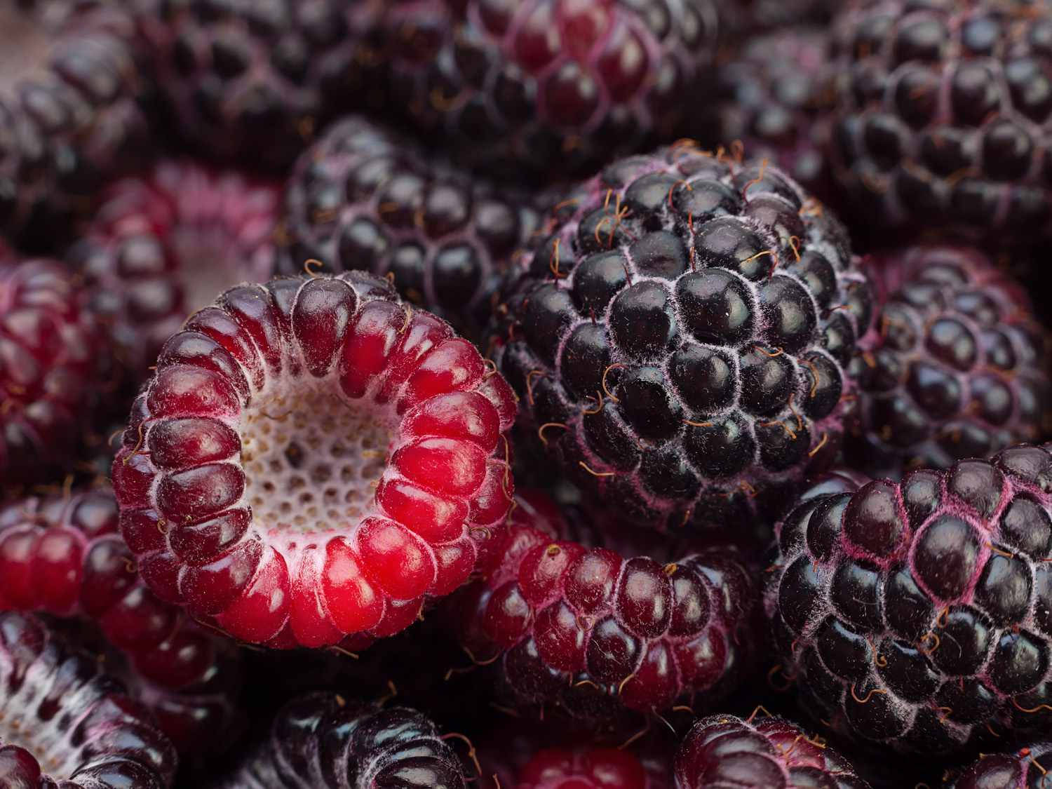 Purple Loganberries