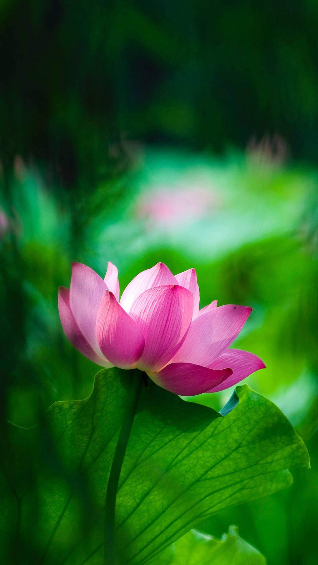 Purple Lotus Flower In Focus Background