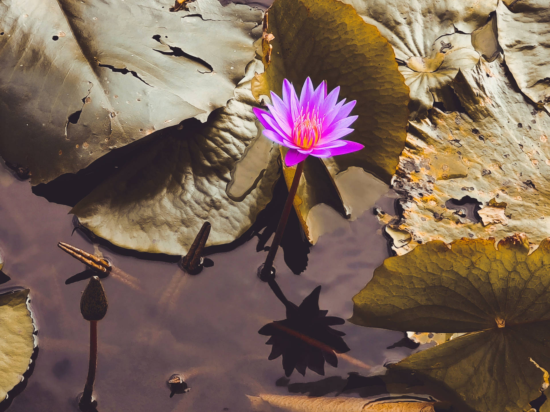 Purple Lotus Flower Background