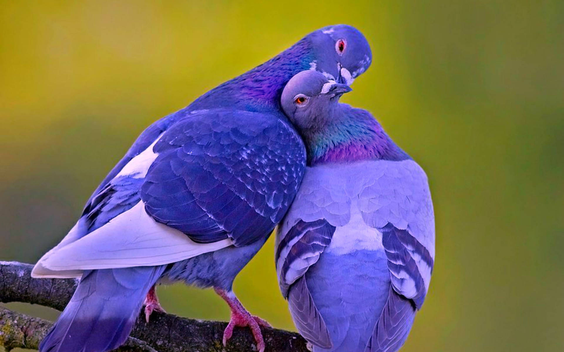 Purple Love Birds Background