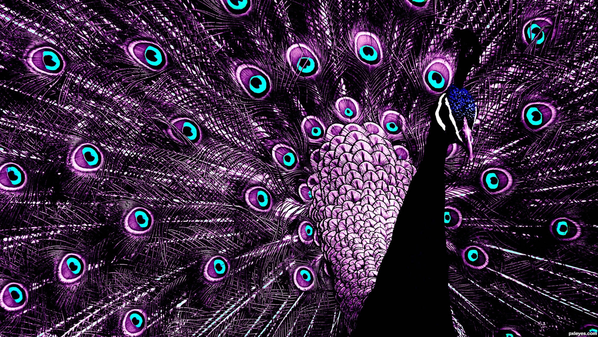 Purple Majestic Peacock Background