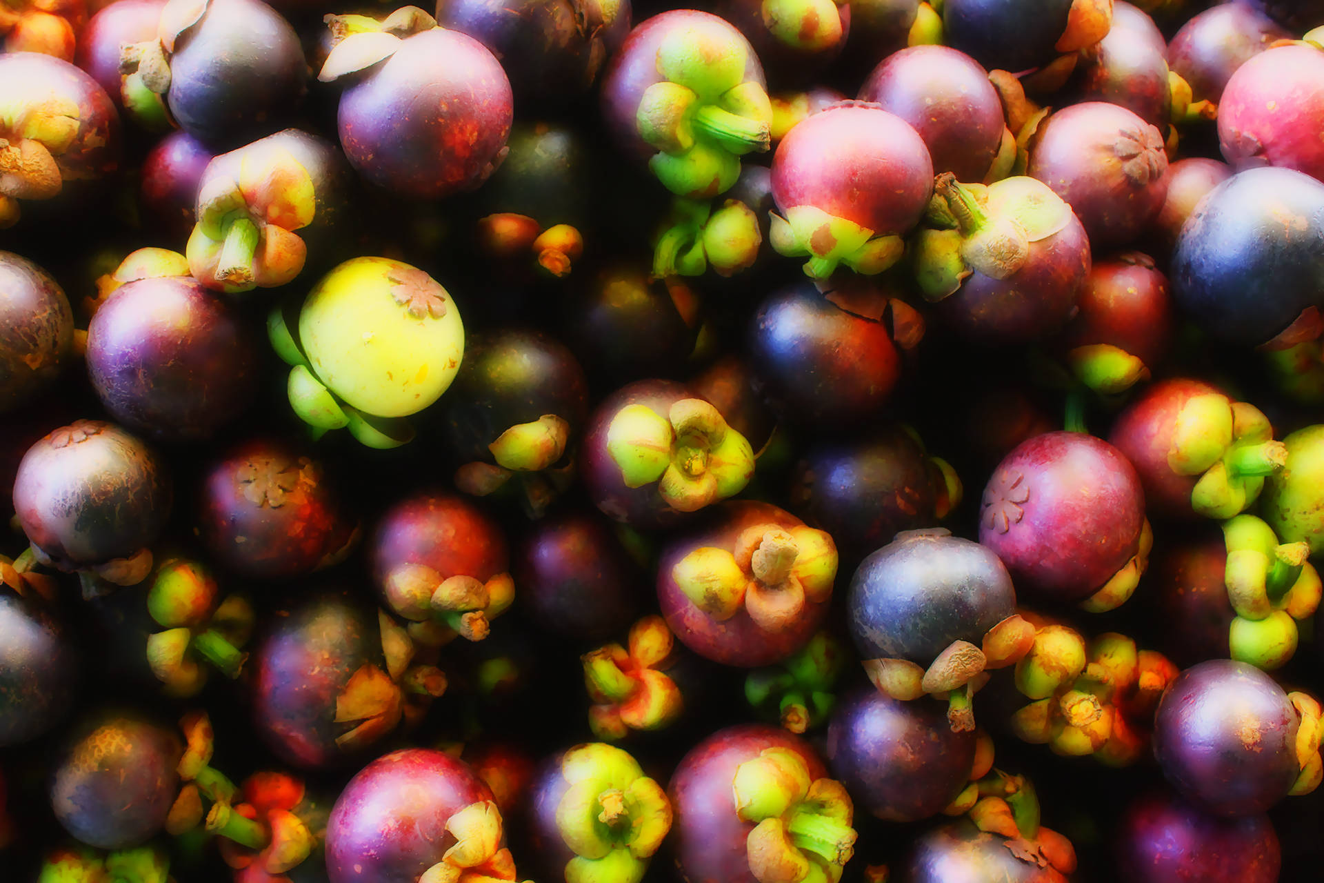 Purple Mangosteen Plant Background