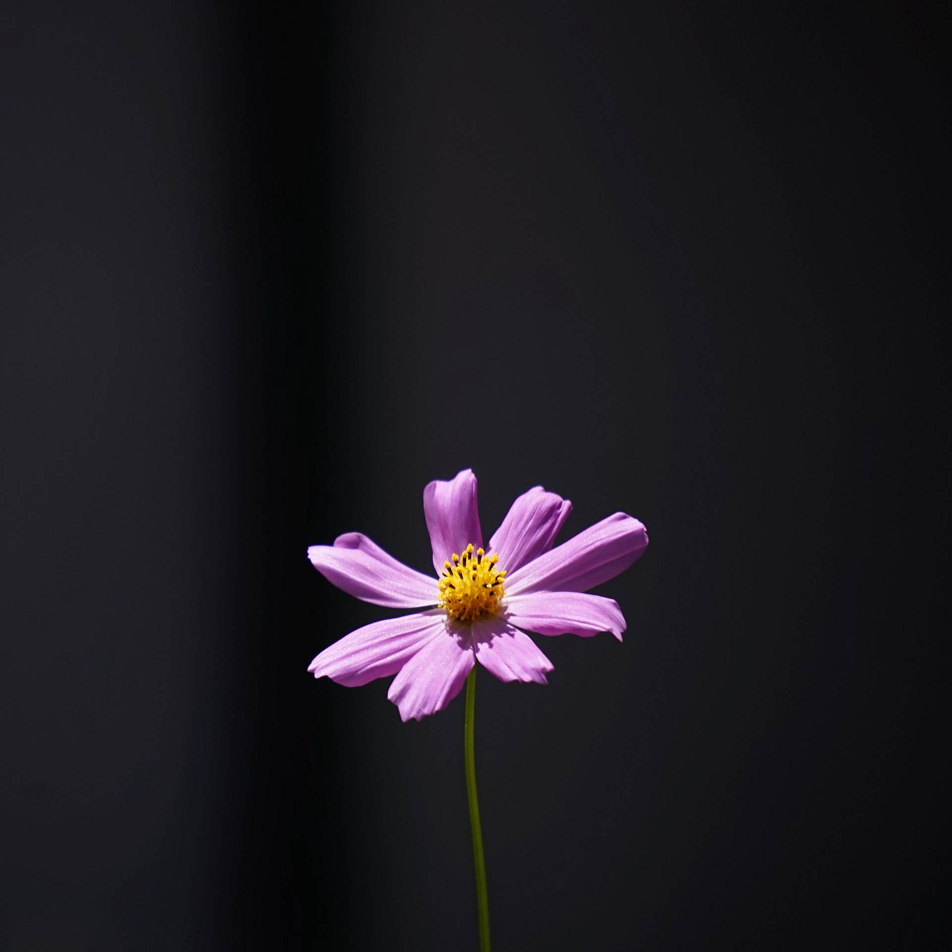 Purple Minimalist Flower Computer Background