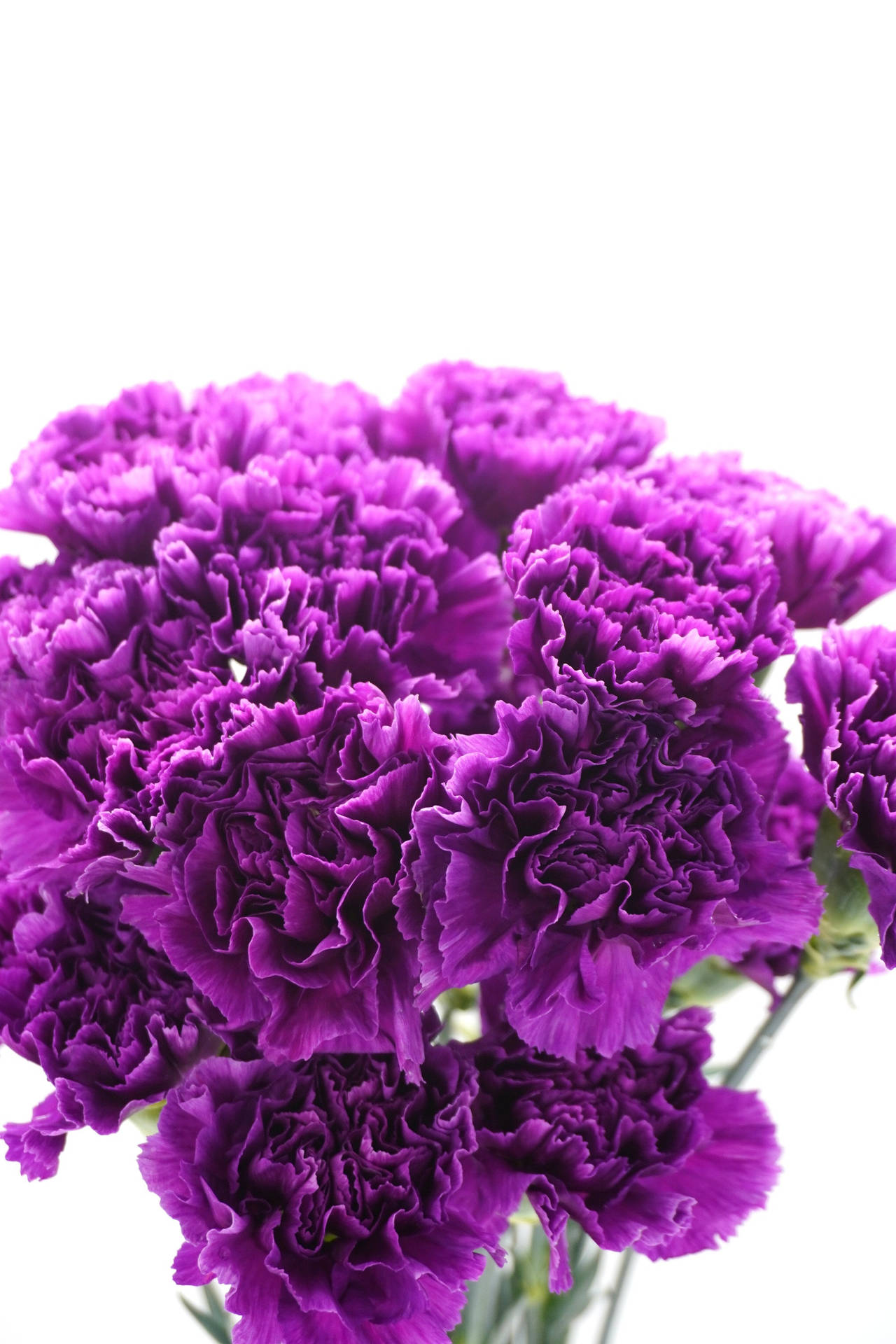 Purple Moon Carnations Background