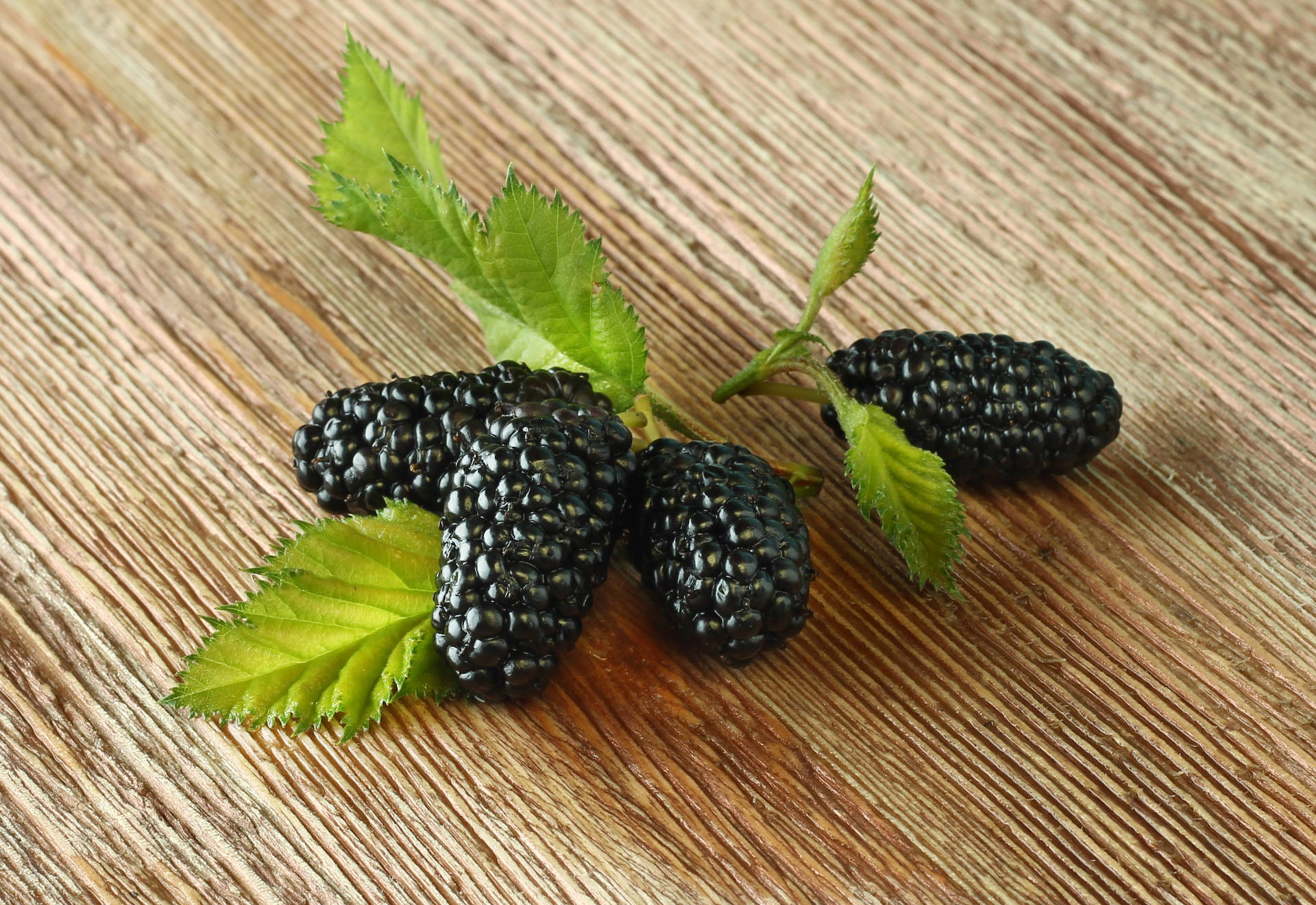 Purple Mulberry Fruit With Leaves