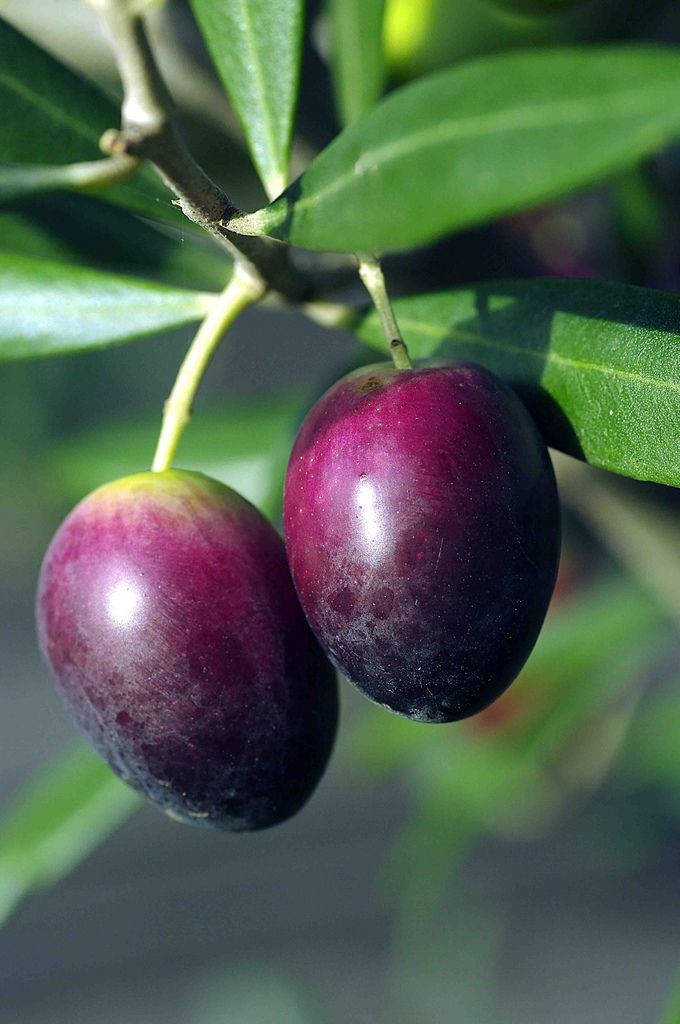 Purple Olive Fruit In Full Bloom