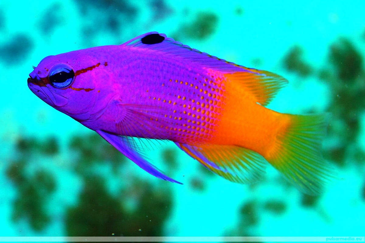 Purple Orange Cool Fish Background
