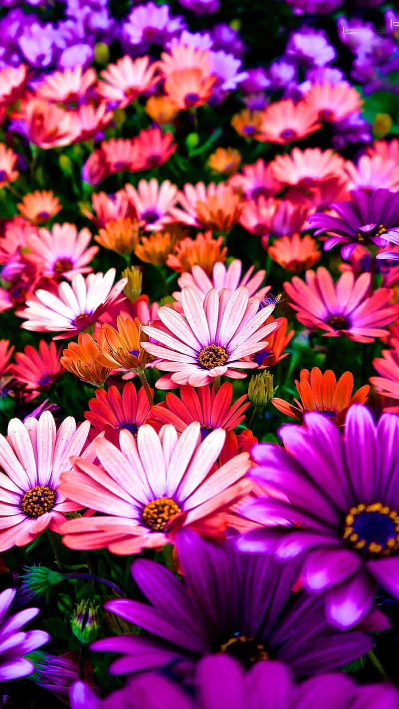 Purple Orange Flowers Nature Garden