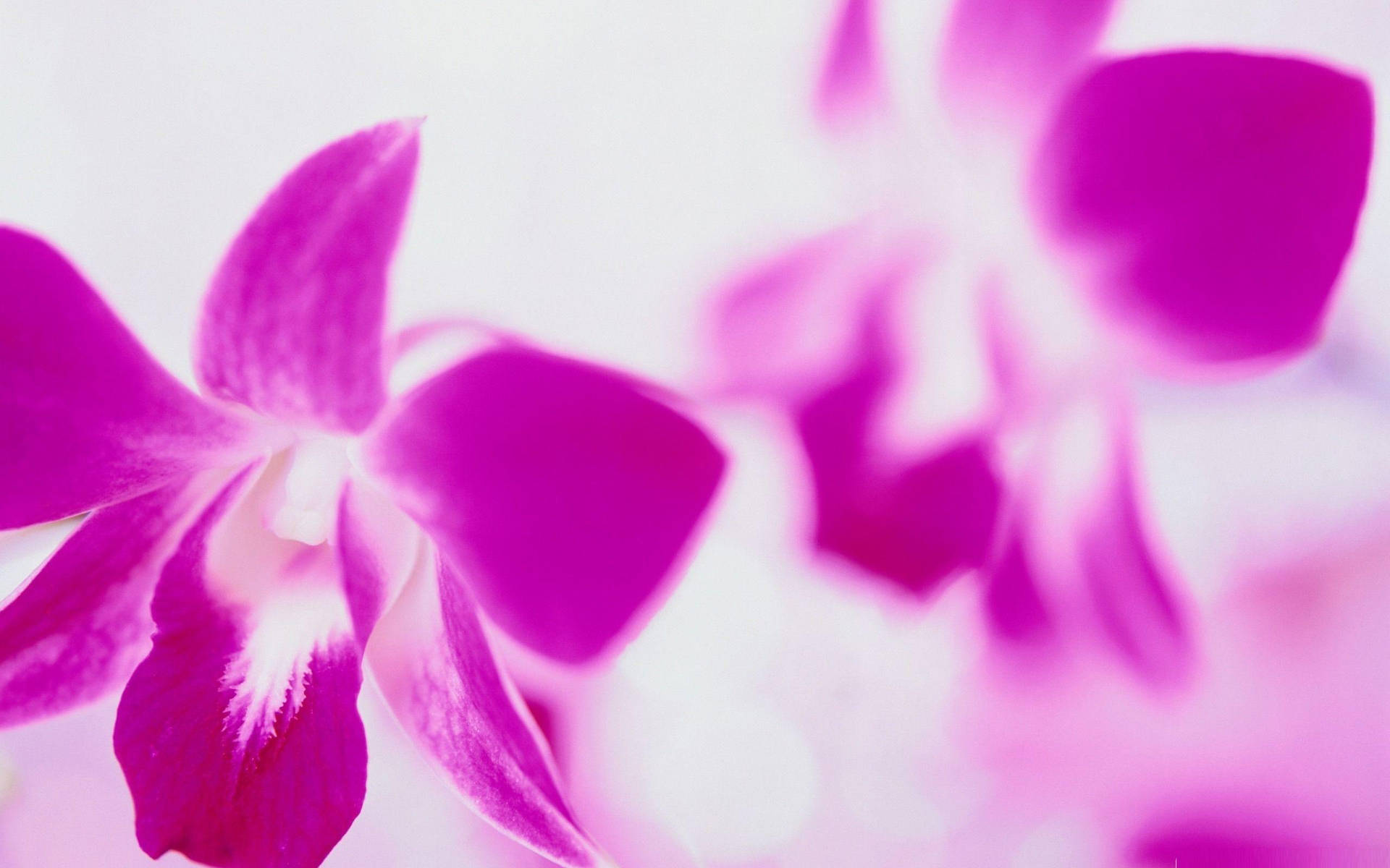 Purple Orchid Flower Laptop Background