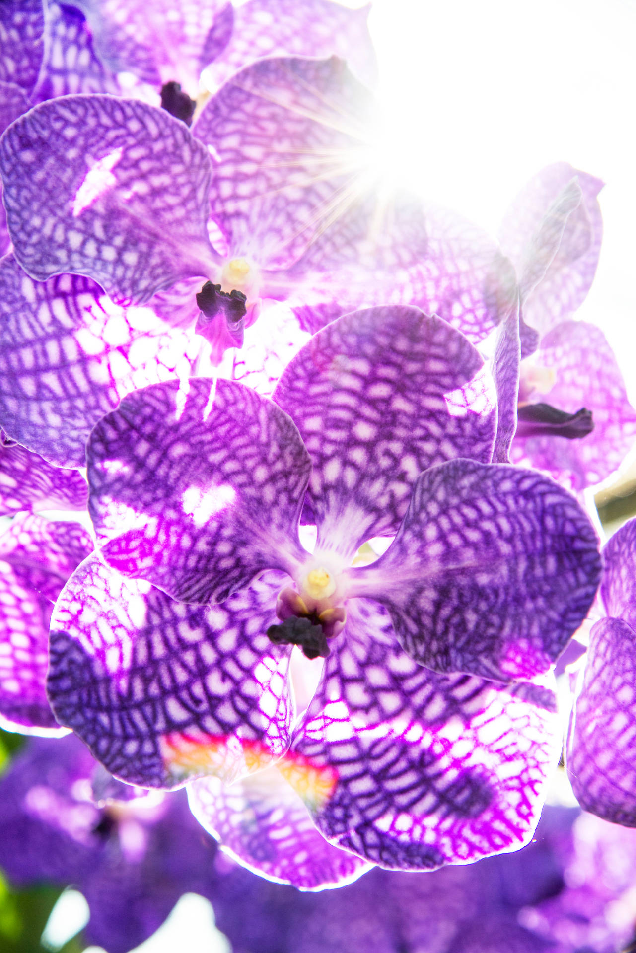 Purple Orchid With White Spots Background