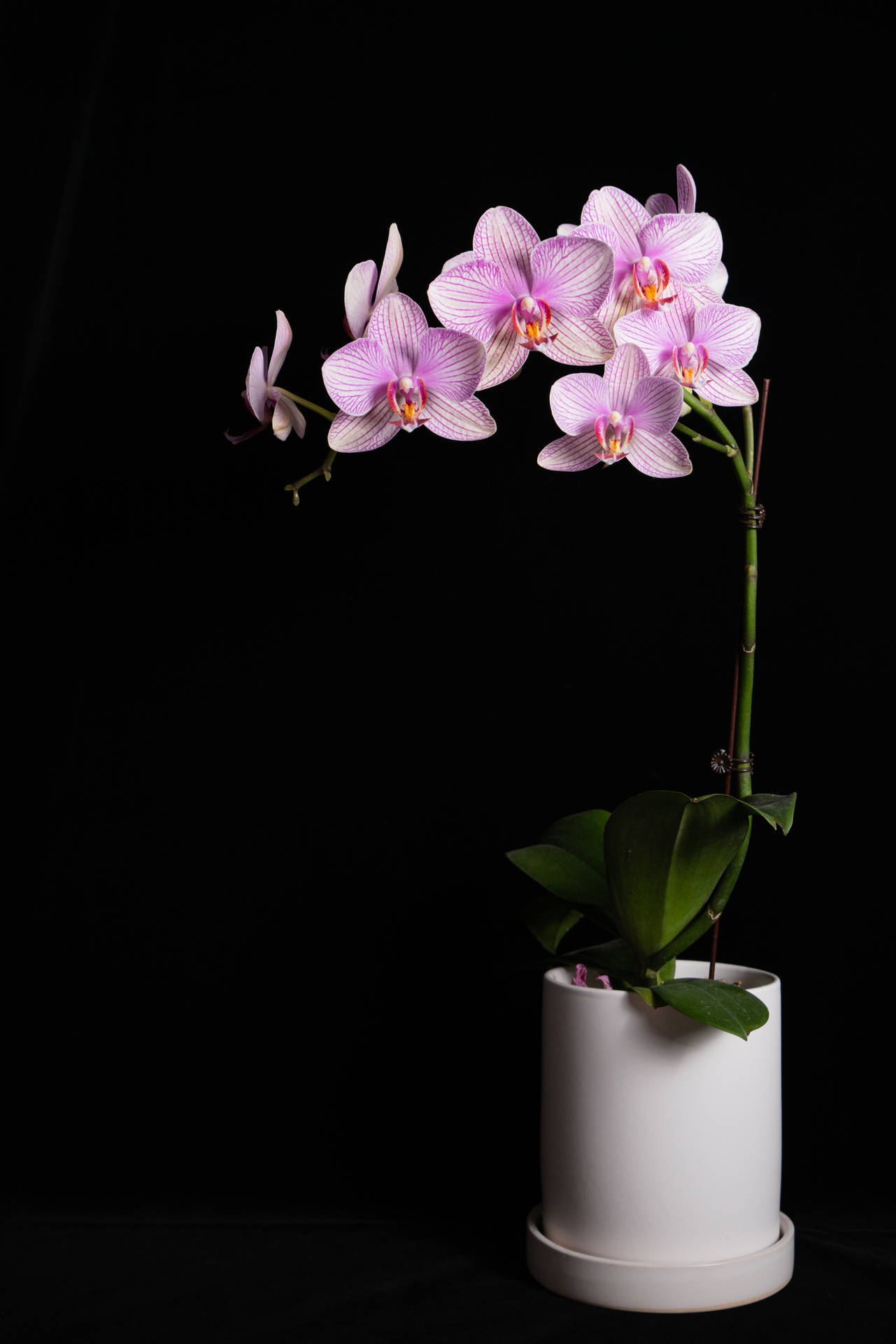 Purple Orchids In White Vase Background