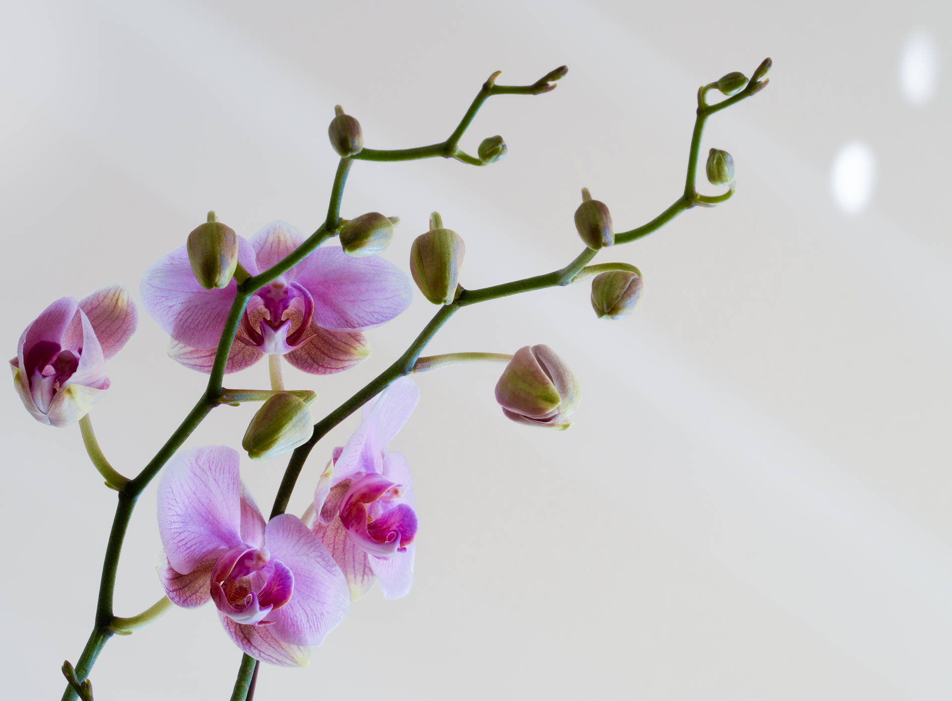 Purple Orchids With Stalk Background
