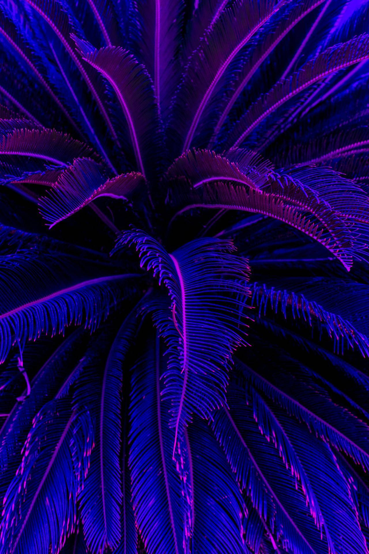 Purple Palm Tree Aesthetic Iphone 11