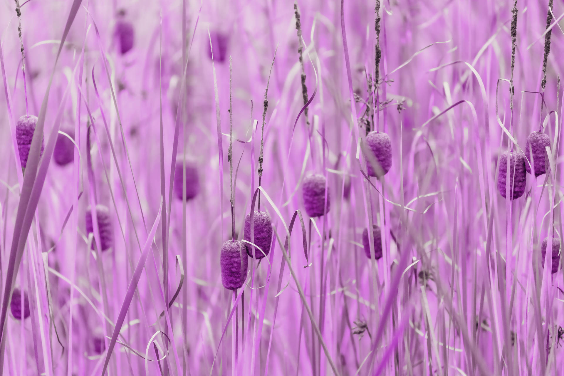 Purple Pastel Aesthetic Bulrushes Background