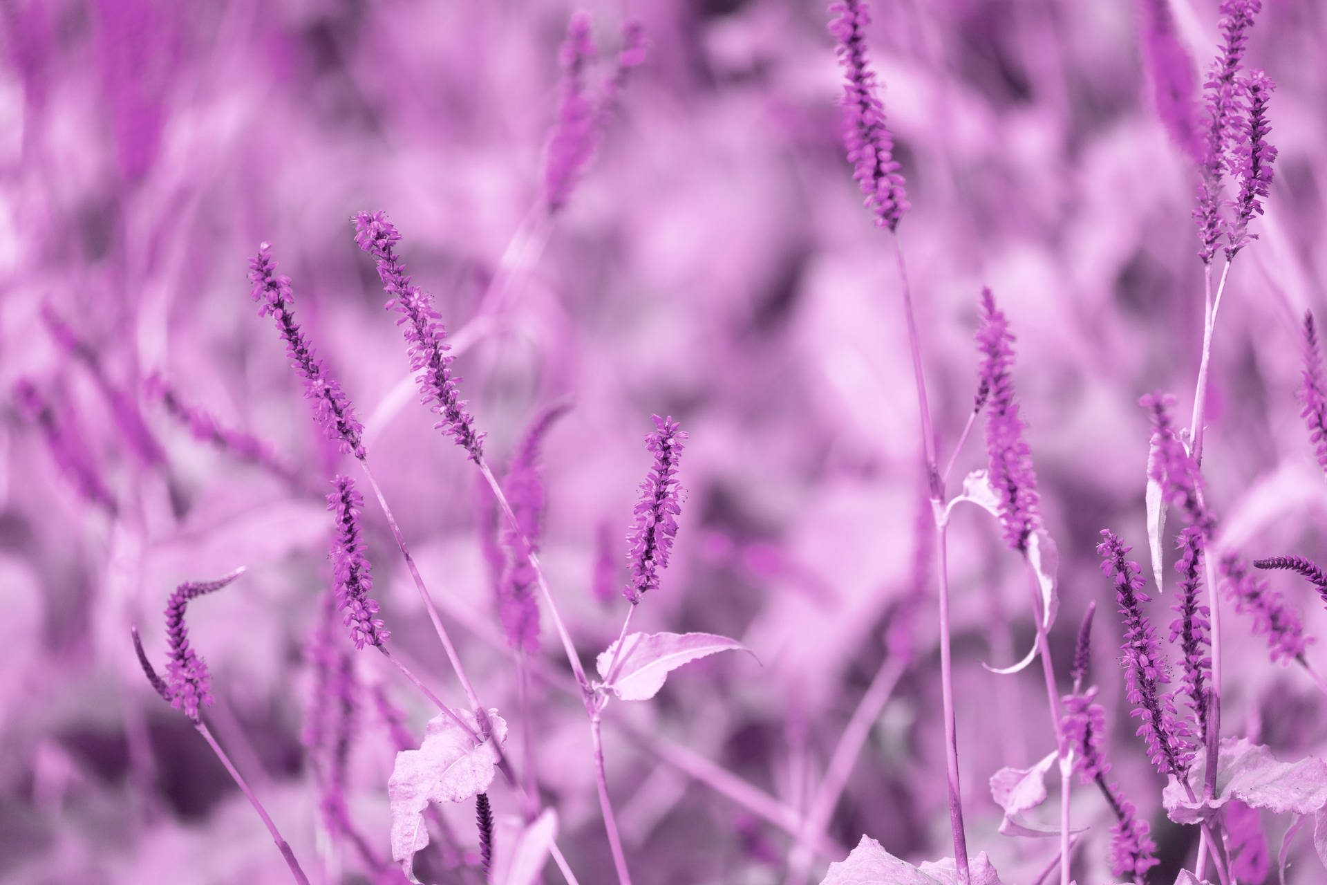 Purple Pastel Aesthetic Lavender Background