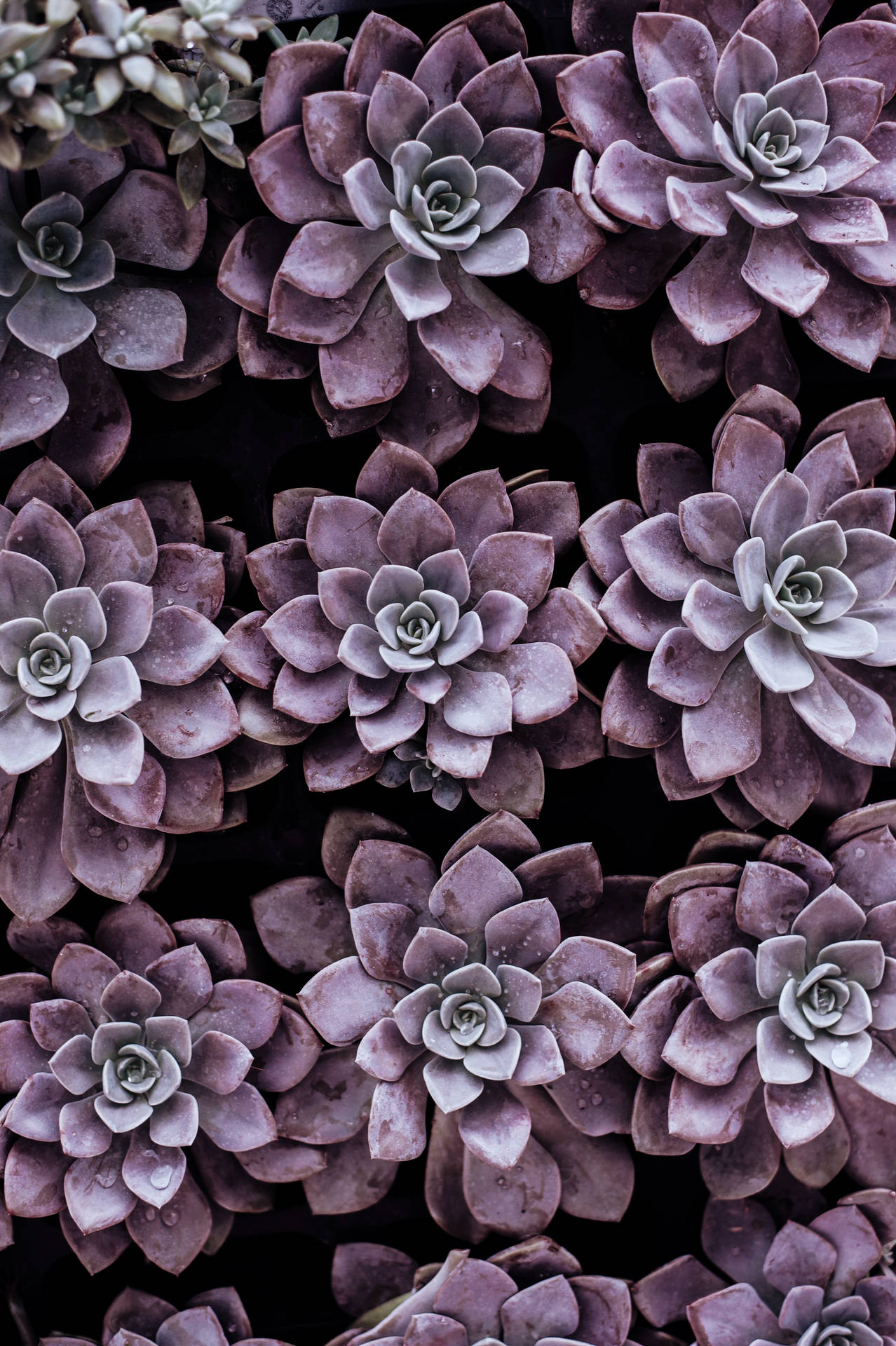 Purple Pastel Aesthetic Succulents Background