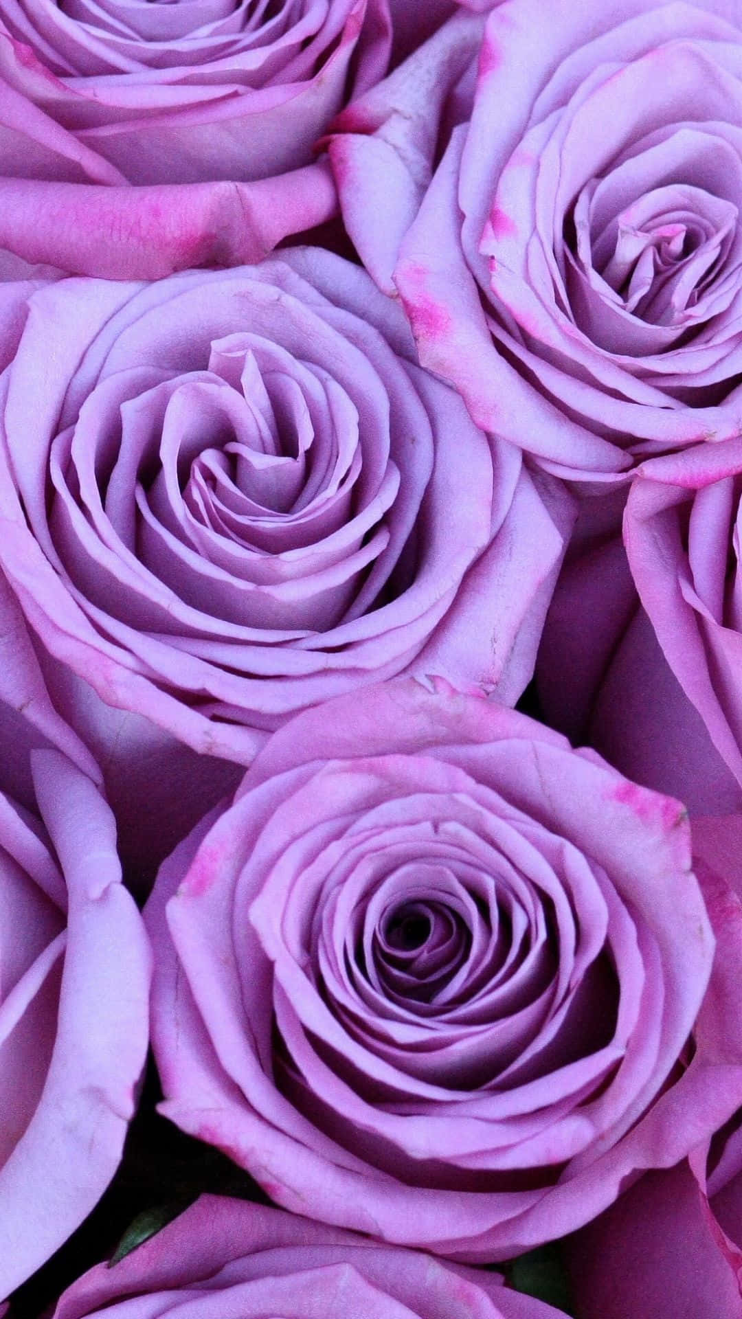 Purple Pastel Iphone Beautiful Roses Photo Background