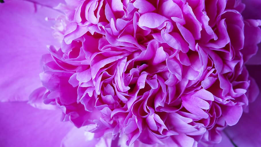 Purple Peony Flower Tonal Contrast Background