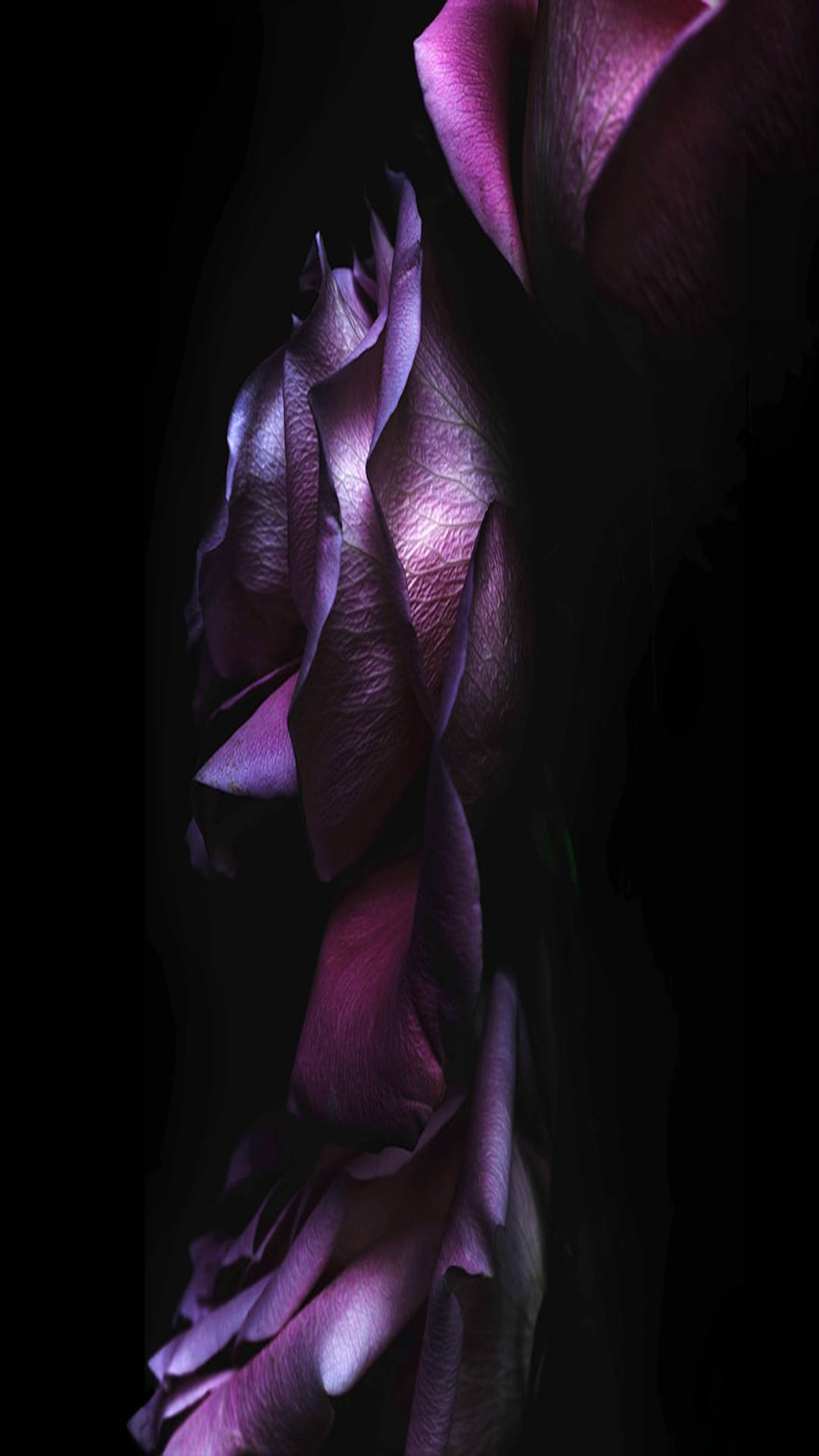 Purple Petals Ios Default Background