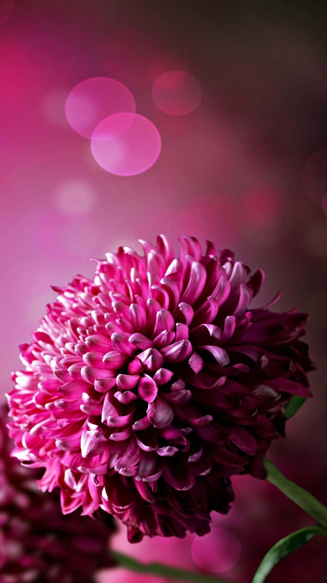 Purple Phone Chrysanthemum Bokeh Style Background
