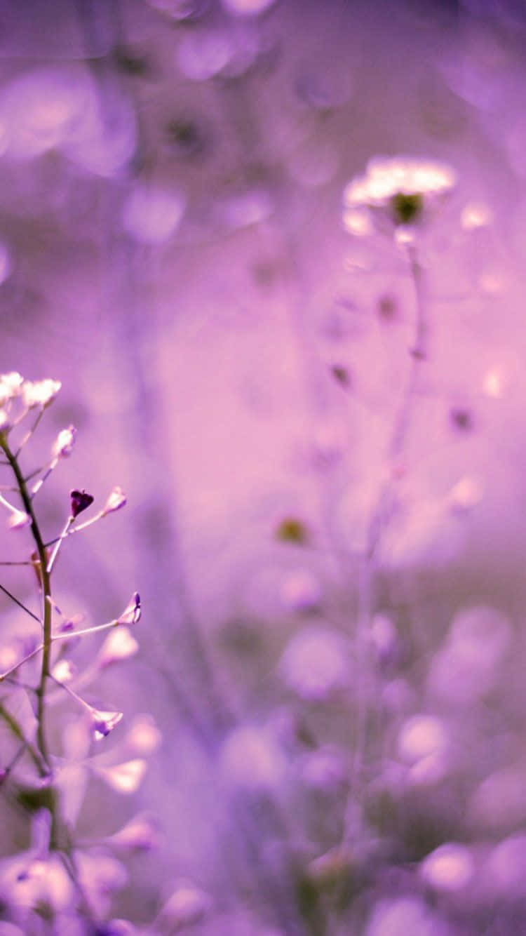 Purple Phone Lavender Aesthetic Flowers Background