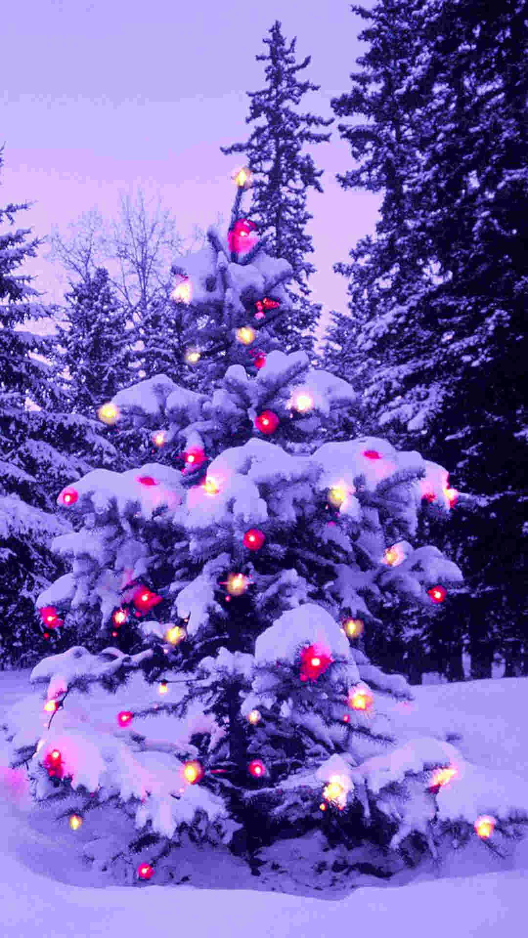 Purple Pine Tree Christmas Iphone Background