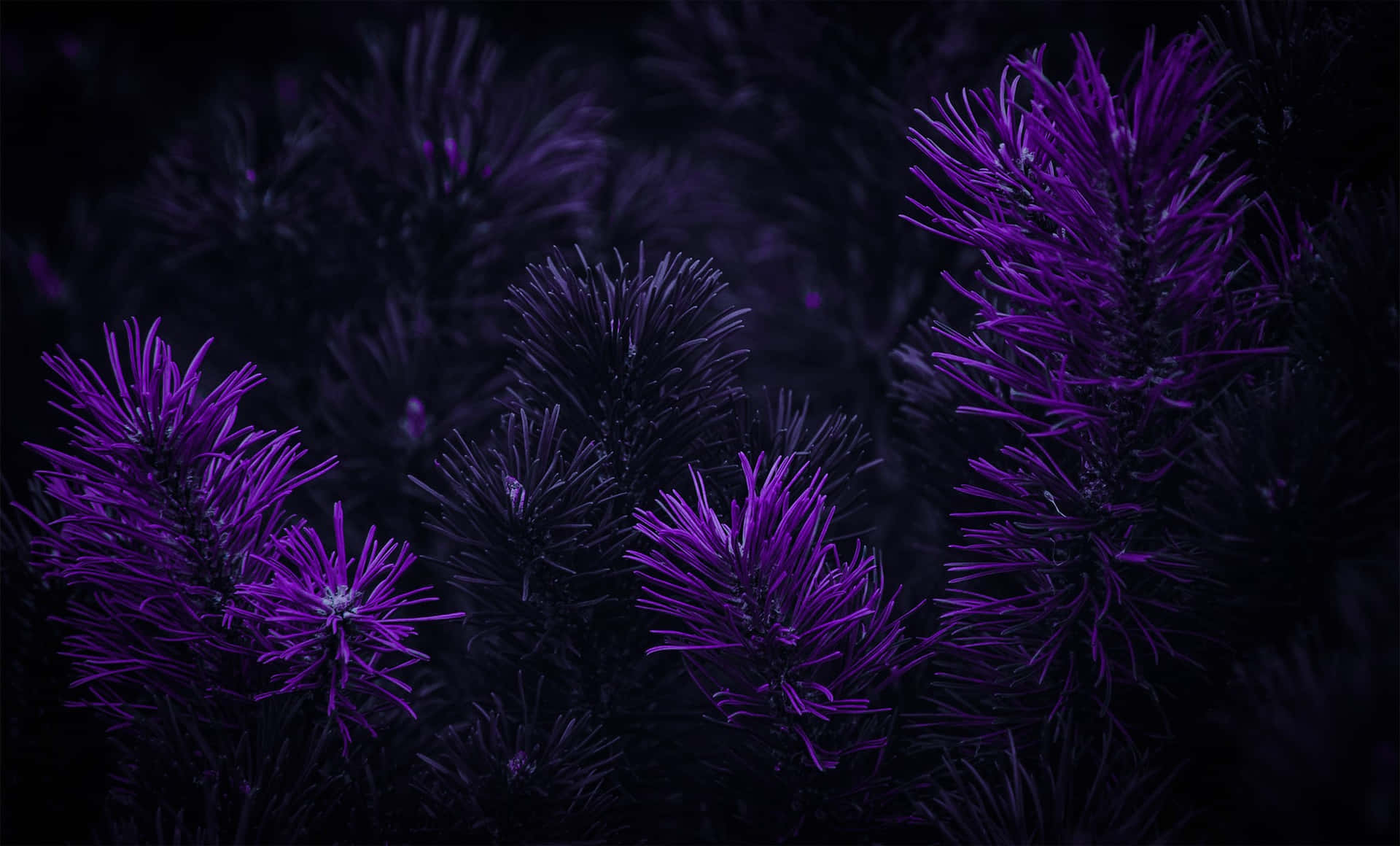 Purple Pine Trees In The Dark Background