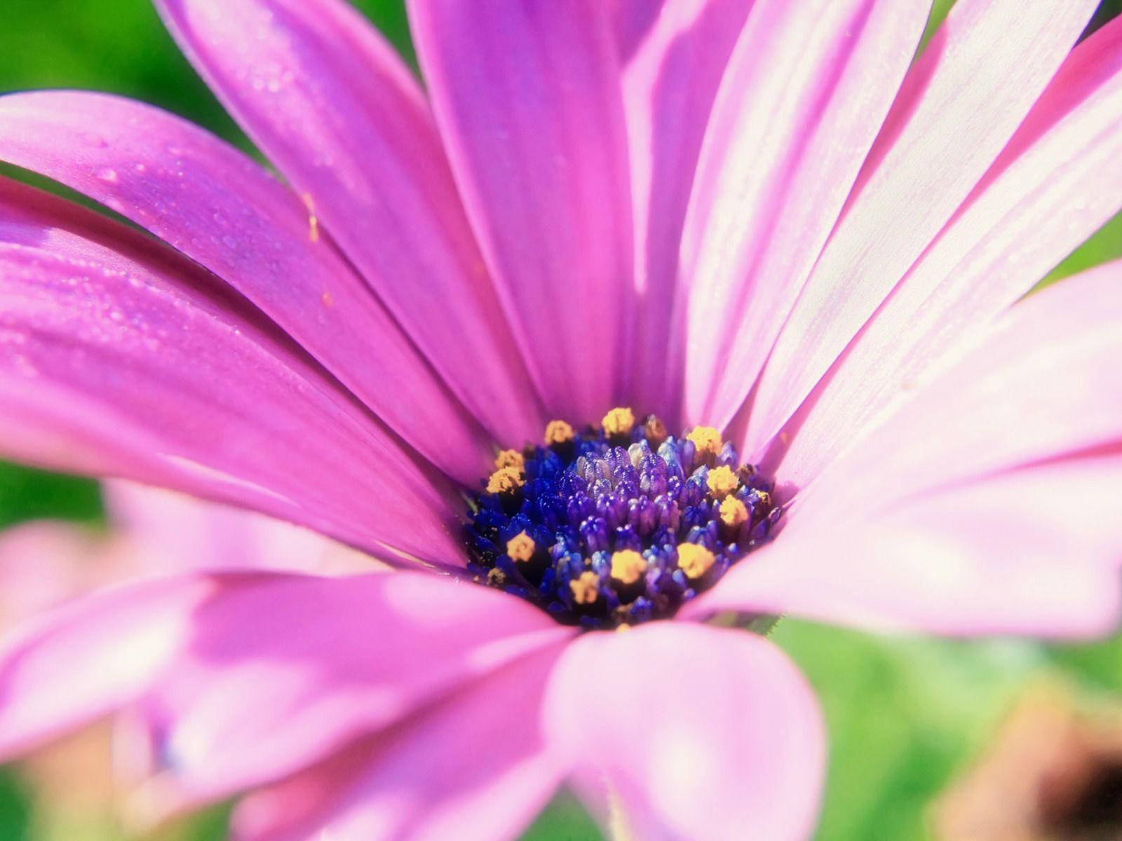 Purple Pink Flower Background