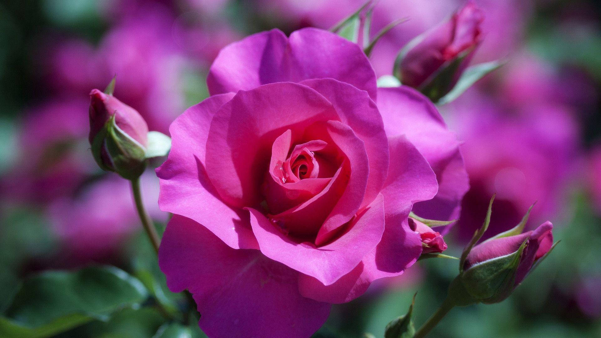 Purple-pink Rose Flower