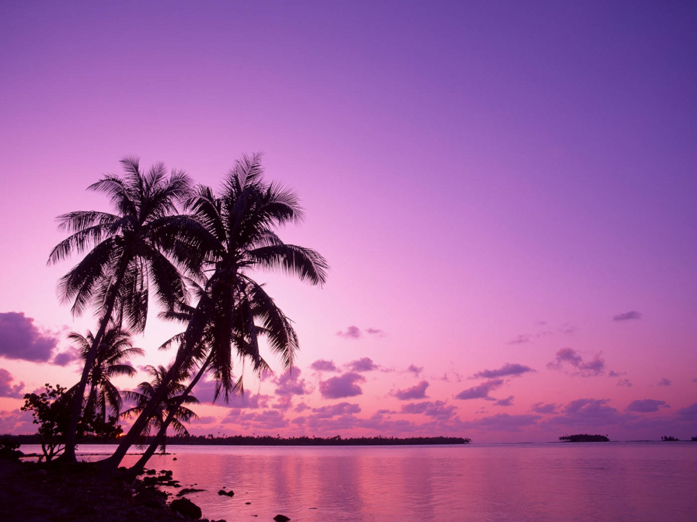 Purple Pink Sunset